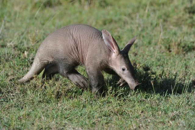 Aardvark is one of the Savanna Animals
