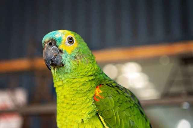  Amazon Parrots is one the colorful parrots species 