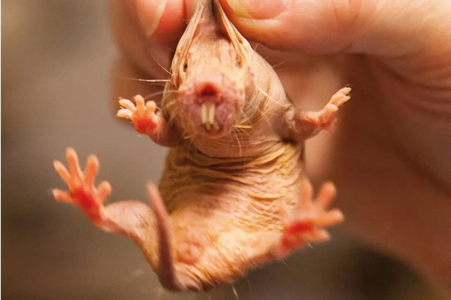 Naked Mole Rat is one the funny animal names