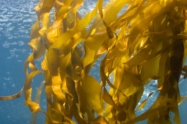 Kelp Plants live in a ocean 