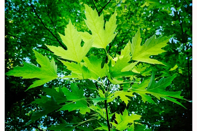 Silver Maple is one the fast-growing trees