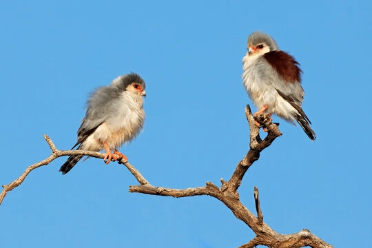 African Pygmy Falcon is a savanna animals