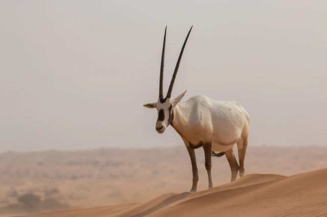 Arabian Oryx is a Desert Animal 