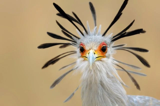 Secretary Bird is one the Savanna animals 