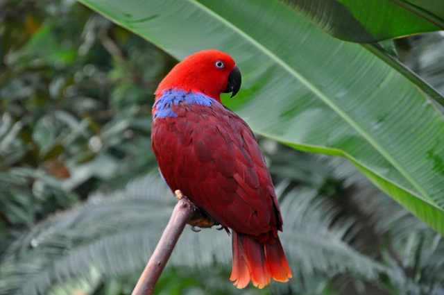 Eclectus Parrots is one of the colorful parrots 