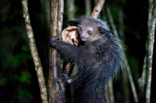 Aye-Aye is one the funny animal 