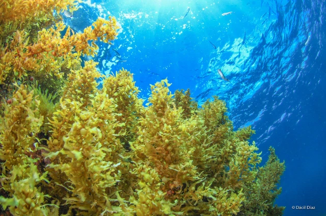 Sargassum Plants live in a ocean 