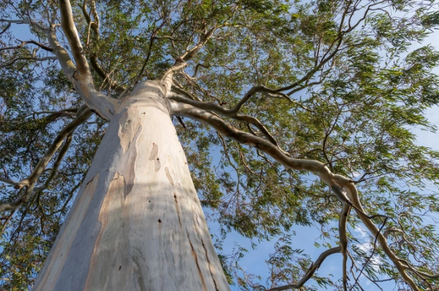 Eucalyptus Tree  is one the fast-growing trees