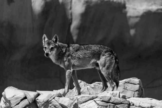 Arabian Wolf is a Desert Animals 