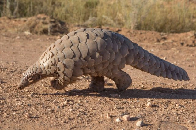 Pangolin is that animal that live in Savanna 