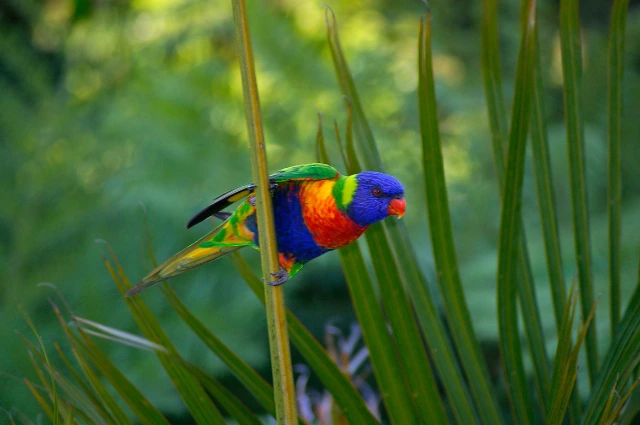 Lorikeets is one the colorful parrot species 