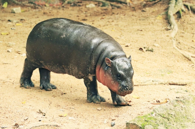  Pygmy Hippopotamus is one the funny animal 