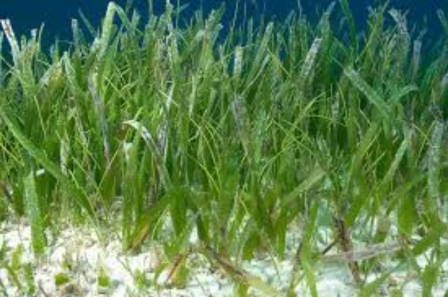 Turtle Grass plants live in ocean 