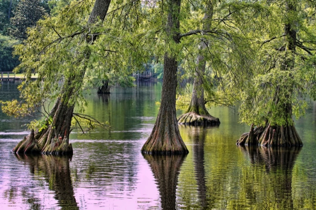 Leyland Cypress is one the fast-growing trees