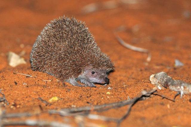  Desert Hedgehog is a Desert Animal 
