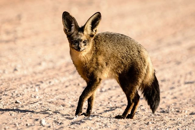 Bat-Eared Fox