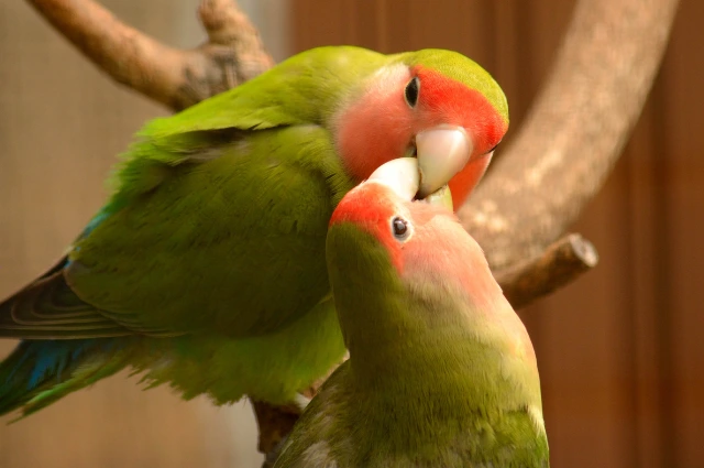 Lovebird is one the colorful parrots species 