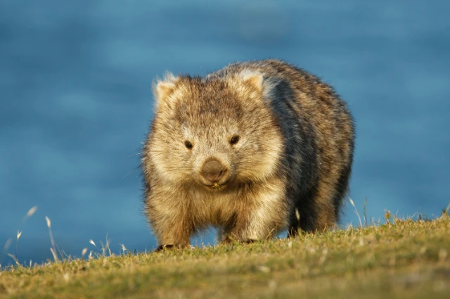 Wombat is one the funny animal