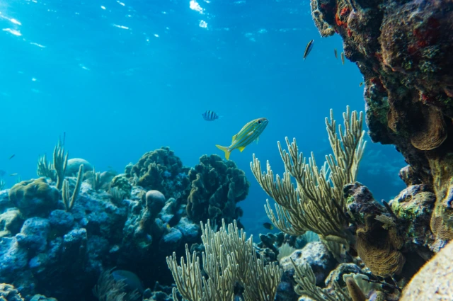 Coral Plants lives in a ocean 