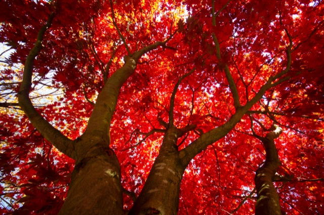 Red Maple is one the fast-growing trees