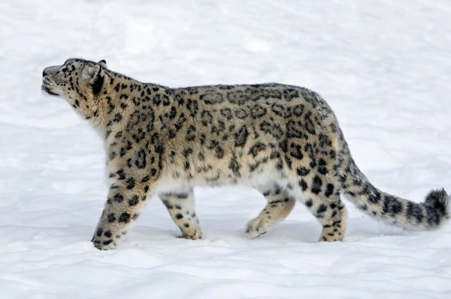 Snow Leopard is a Desert Animal 