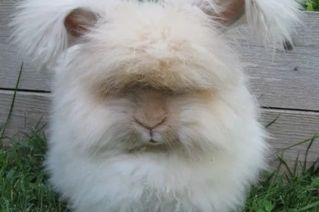 English Angora is one the Type of Angora Rabbits 