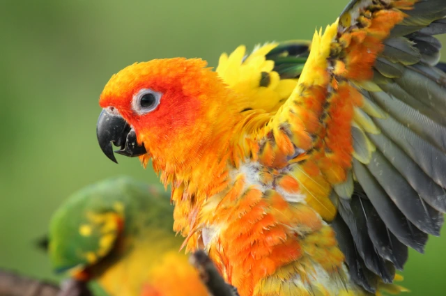 Sun Conures is one the colorful parrots 