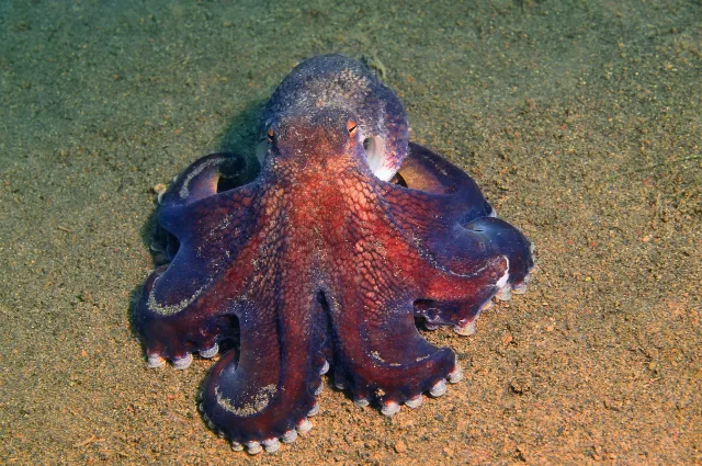 Dumbo Octopus is one the funny animal 