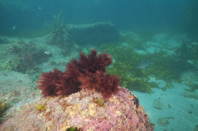 Red Algae Plants live in Ocean 