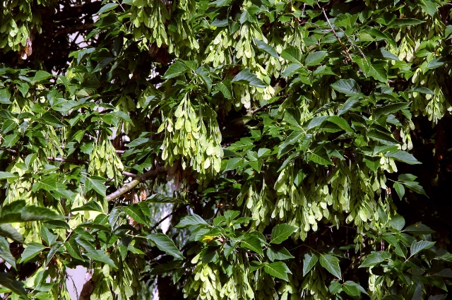 Boxelder is one the fast growing trees 