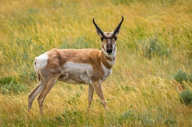 Oribi Antelope