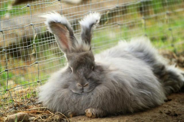 French Angora is one the type of Angora Rabbits 