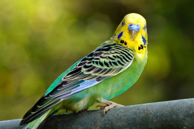 Budgerigars is one of the colorful parrots 