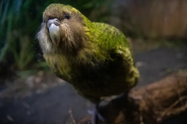 Kakapo  is one of the funny animal