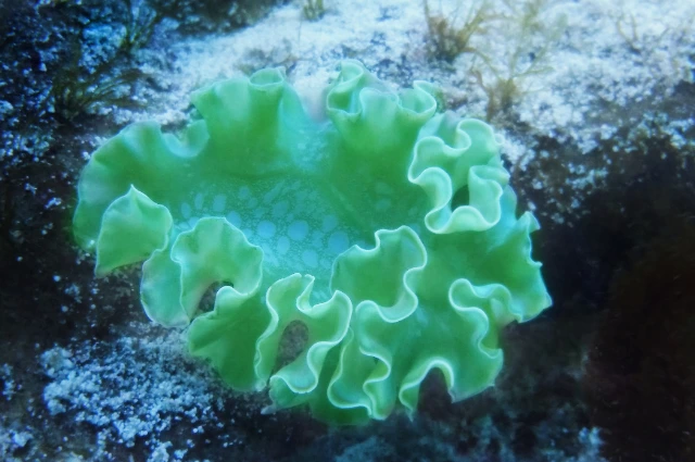 Sea Lettuce Plants live in  Ocean 