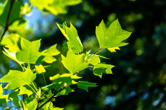 Tulip Tree is a fast growing shade trees 