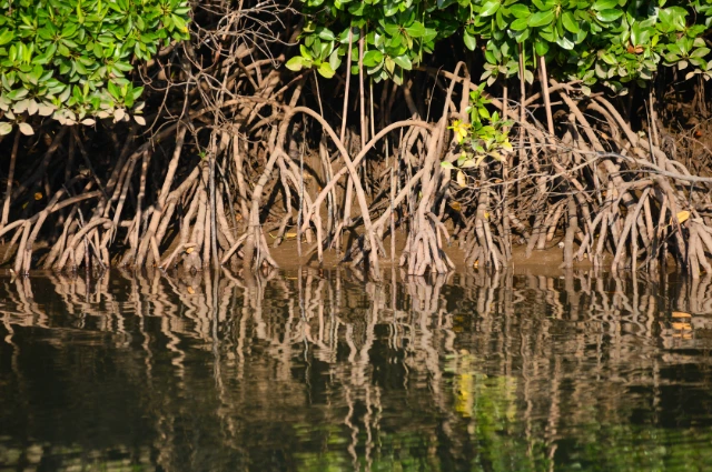 Mangrove trees live in ocean 