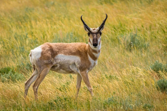  Sonoran Pronghorn is a Desert Animal 