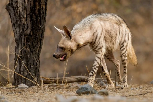 Striped Hyena