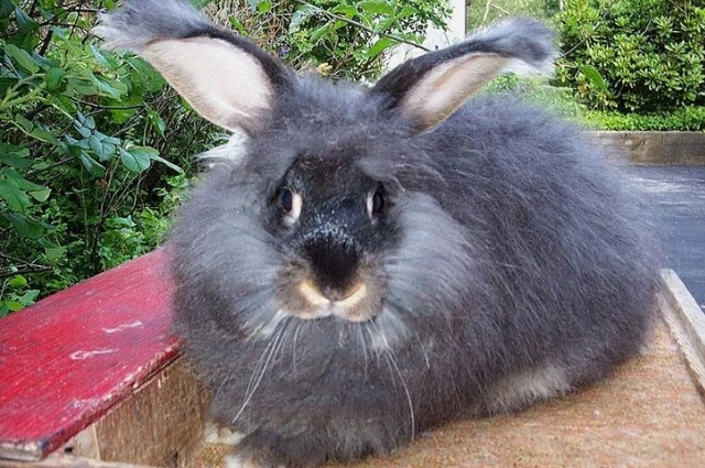 Giant Angora is one the Type of Angora Rabbits 