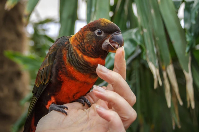 Dusky Lory is one the colorful parrots 