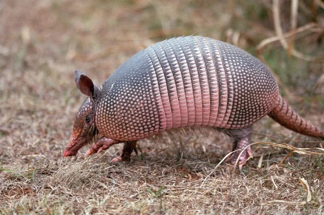  Pink Fairy Armadillo is one of the funny animal 