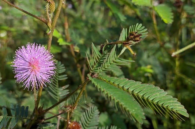 Mimosa Tree is a Fast Growing Shade Trees 