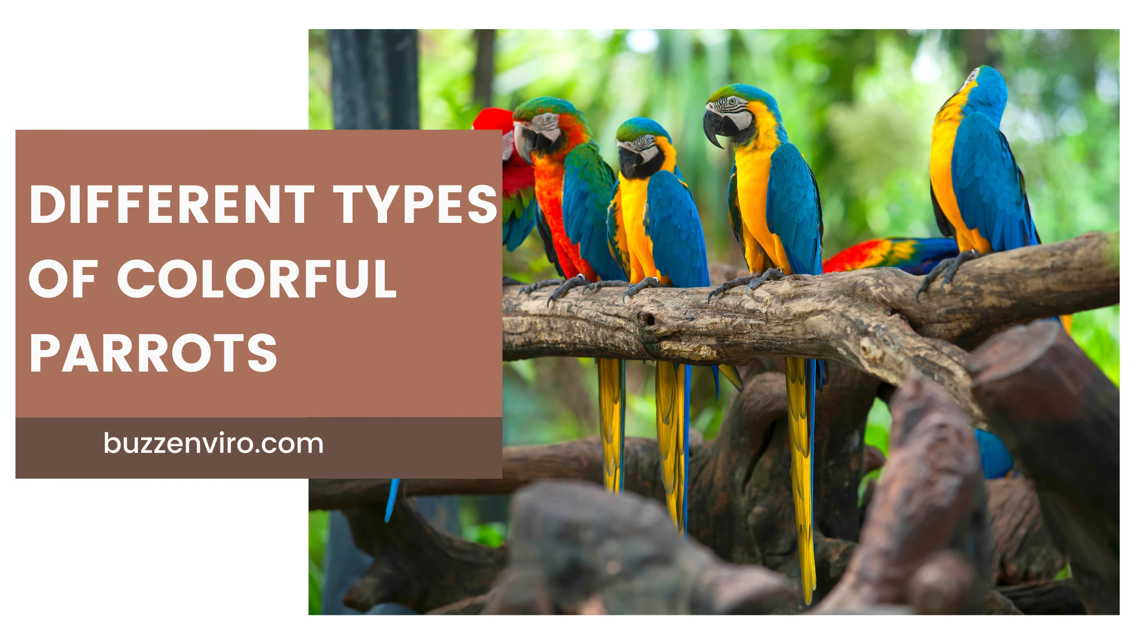 Different Types of Colorful Parrots: Species, Habitats, and More