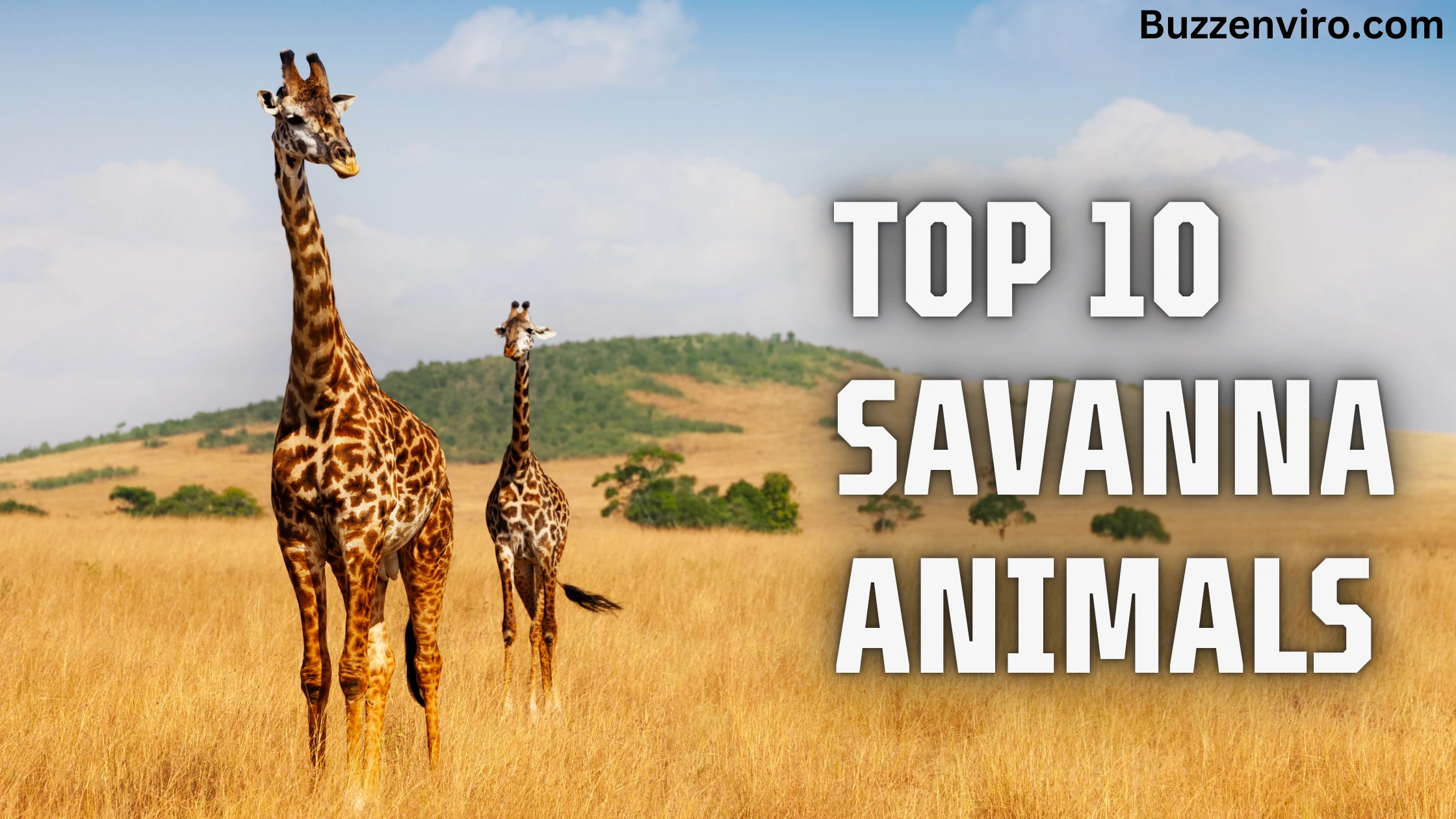 Top 10 Savanna Animals : Hidden Gems of Africa’s Grasslands