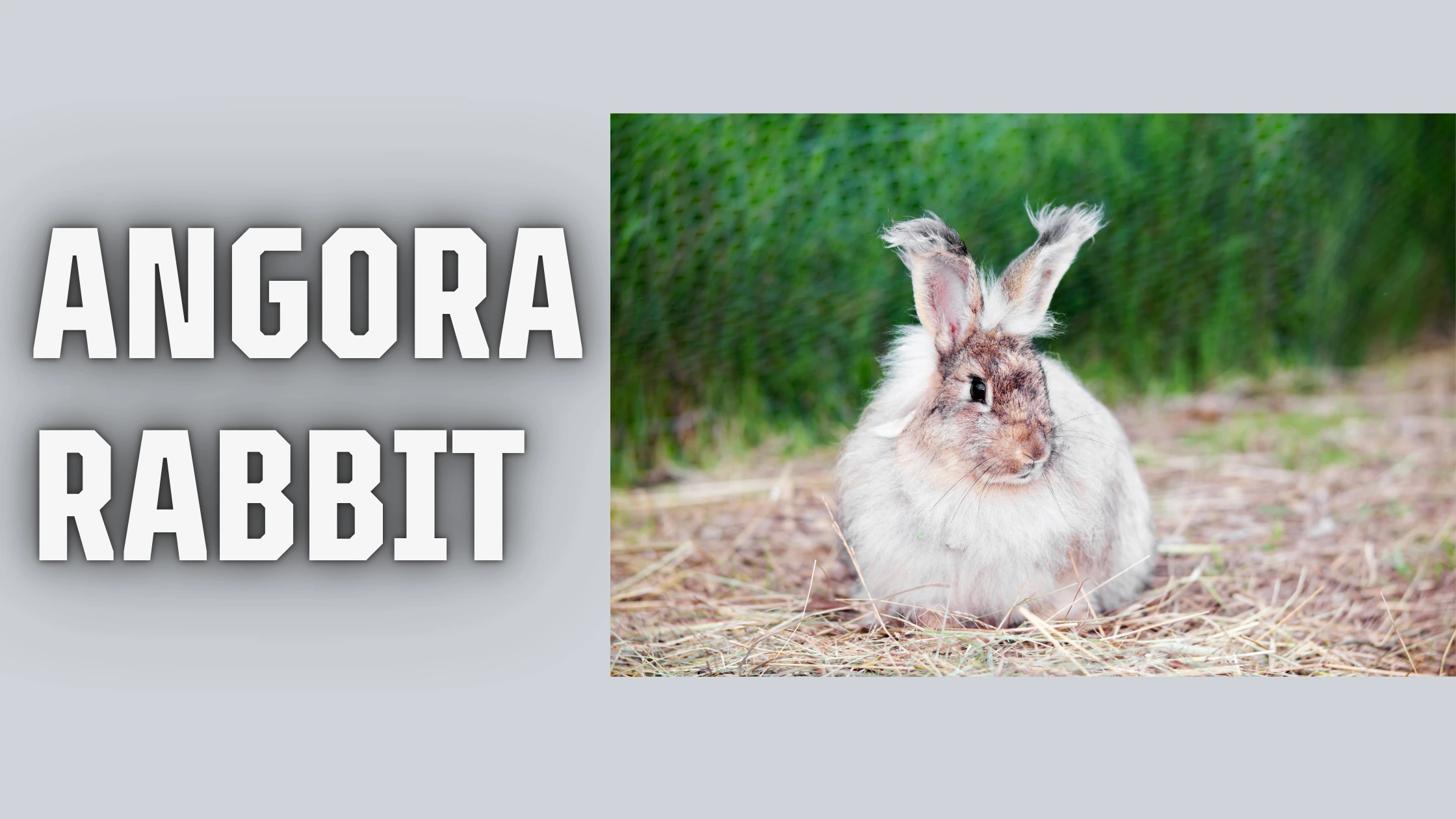 Angora Rabbit