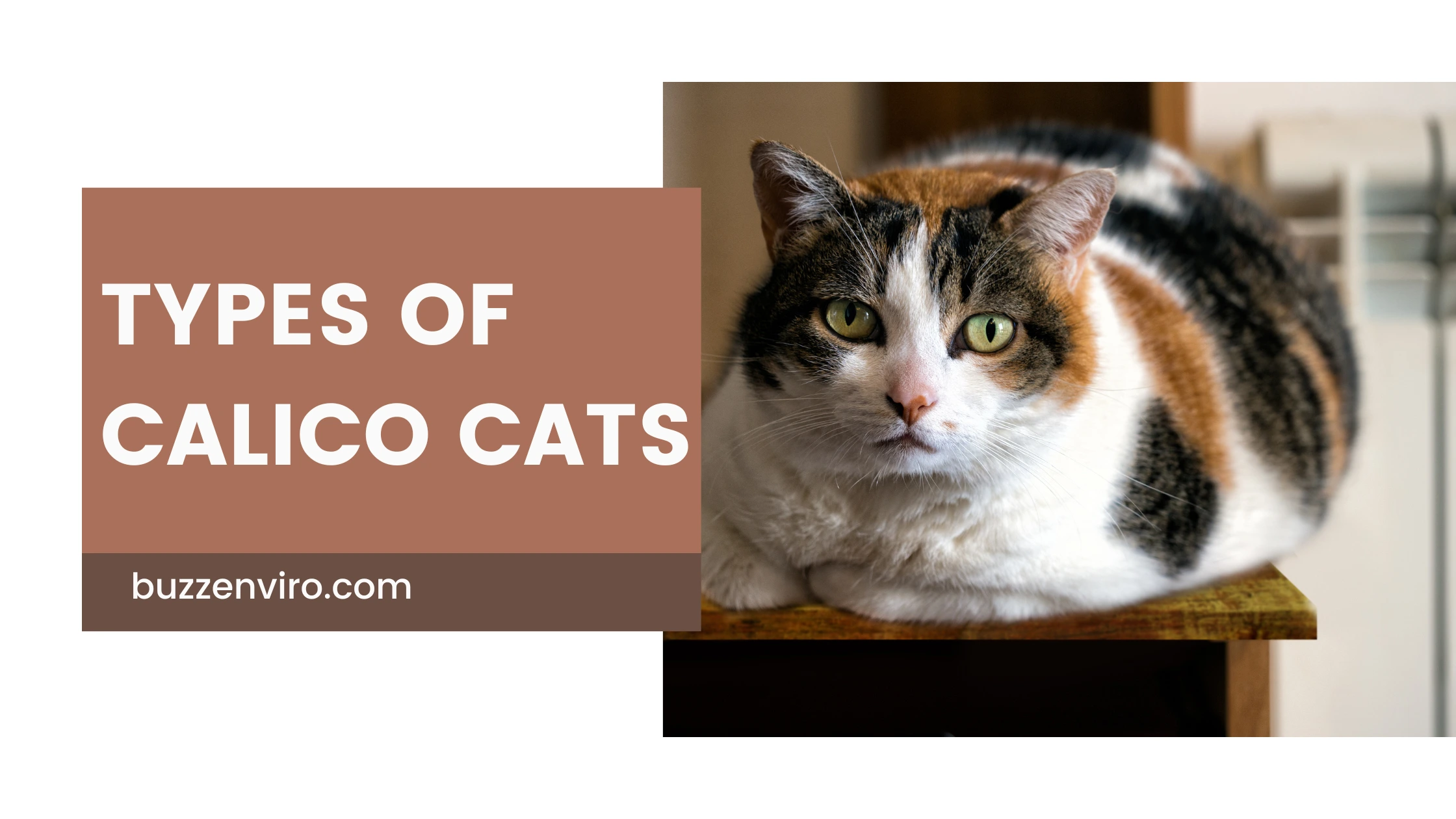 What are Calico Cats