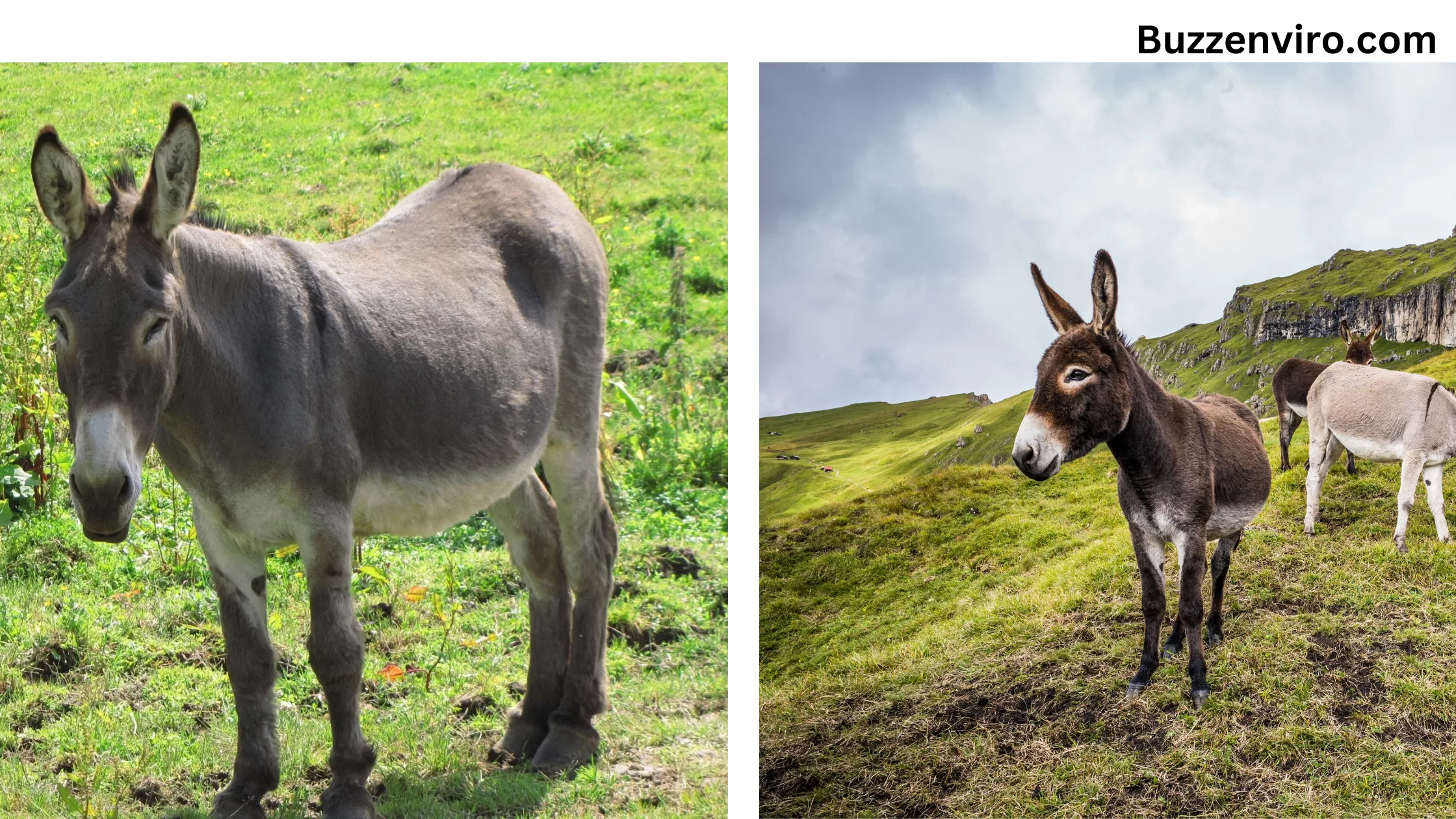 Donkey vs mule