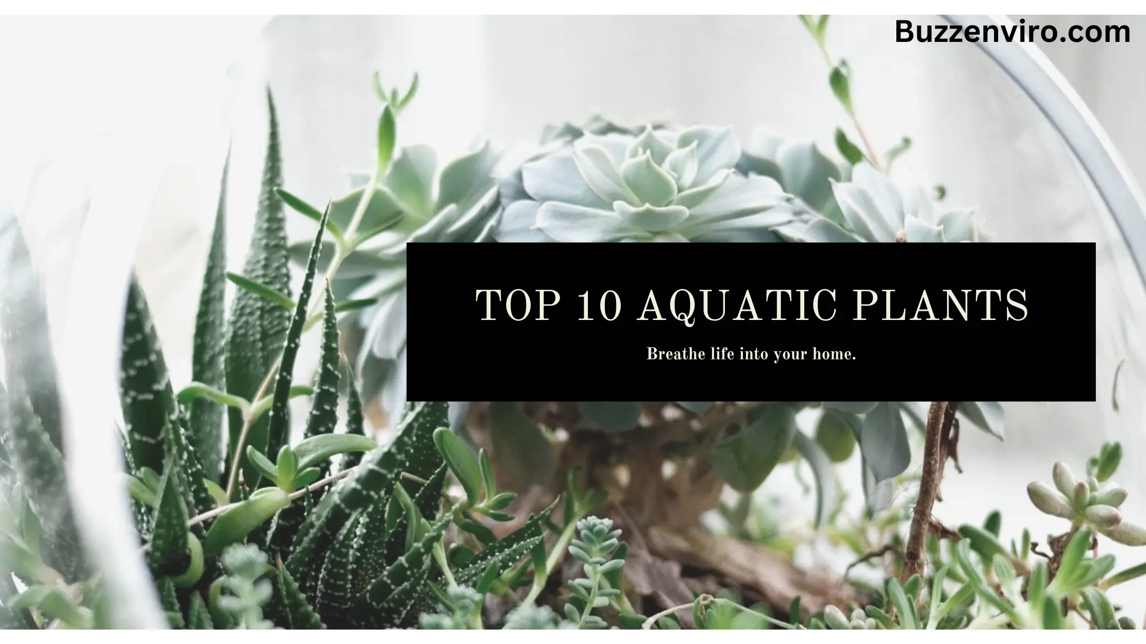 Top 10 Aquatic Plants