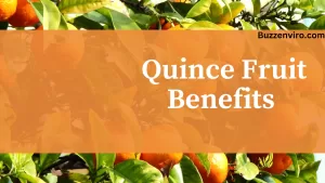 Quince Fruit Benefits